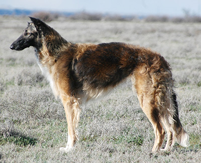 Top Open Field Courser 2007